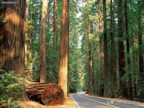 马尾松的生长环境和特点