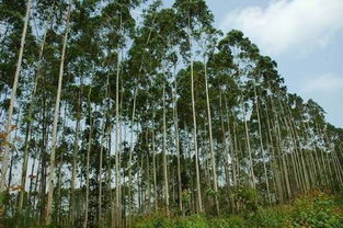 原生物种衰减、退化