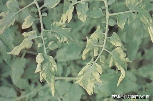 大米草：耐盐碱植物