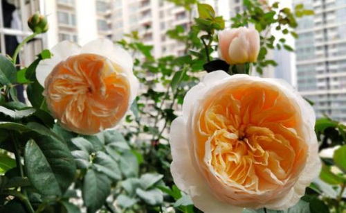 养护得当，病虫害远离