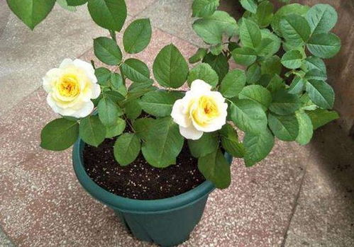 新手栽种花卉，这些花卉蕞适合你！