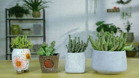 扦插苗与嫁接苗的选择