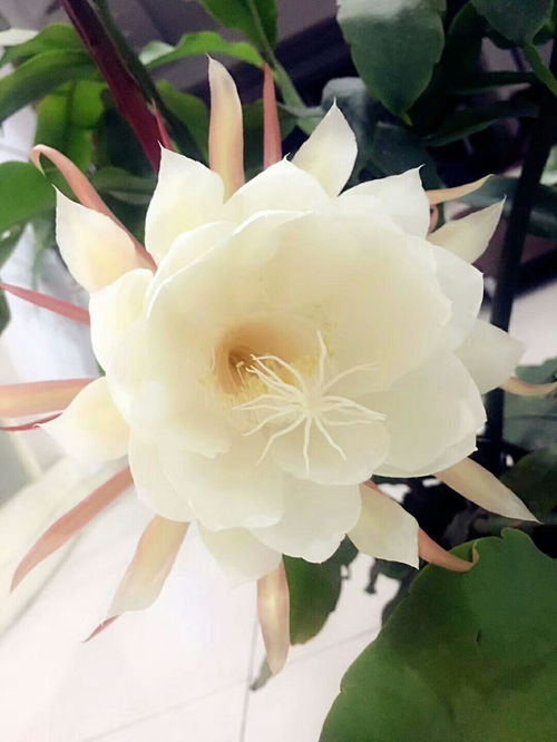 花开原理是怎样的？