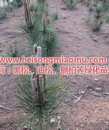 黑松种植蕞适合哪种土壤？