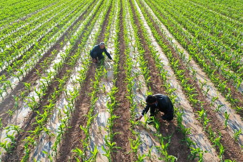 丁扑除草剂，你浇不浇？