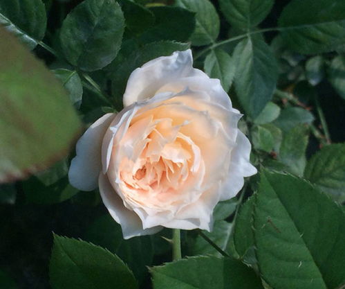 白桃口味，夏日清新代表