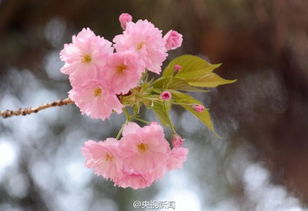 樱花盛开多久凋谢？不同品种花期有何差异