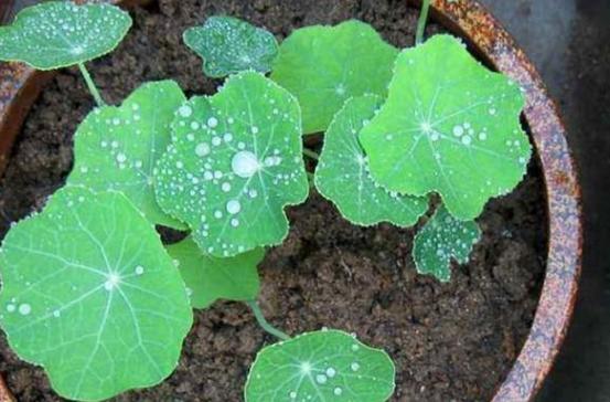 旱金莲种子种植第一步：浸泡