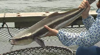 草鱼养殖中，每增重一斤需要投入多少饲料？