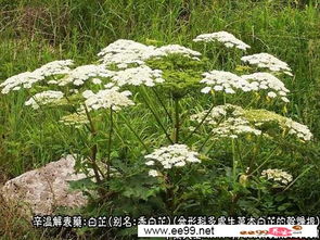 白芷：这个神奇的草药，你了解多少？