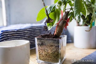 施肥的误区：咖啡渣还是鱼缸水？