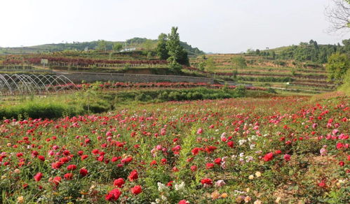 月季花开，美得让人心动