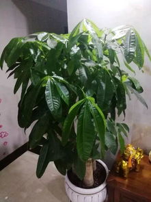 “种财树，选肥沃沙壤