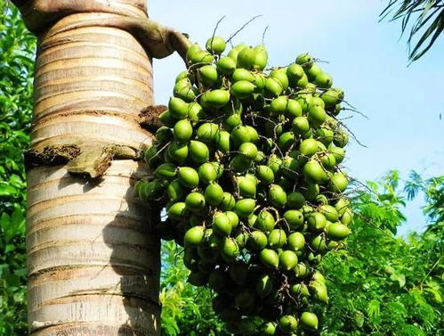 杀虫剂种类多，哪一种Neng赢虫子？