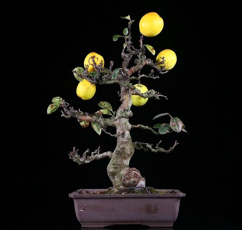 五、 造型技巧：让你的盆栽成为焦点