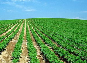 六、 优化农业生产结构和区域布局