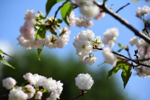 梗多秋天开花的树种：大自然的艺术品