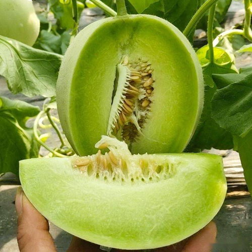 虫害防治：小小虫子， 大讲究