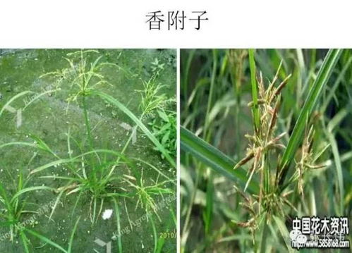 识恶性杂草，护农田生态
