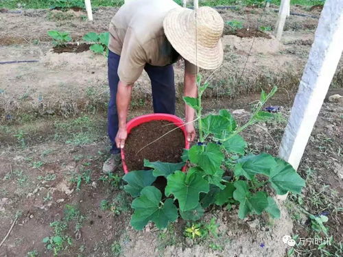 百香果种植基地助力贫困户脱贫，探讨基地如何帮助贫困农户实现增收致富