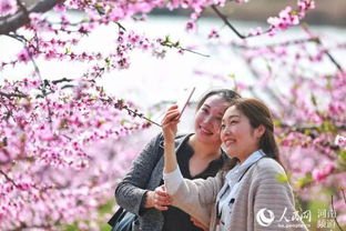 桃花盛开时你拍了几朵