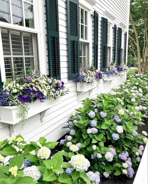 不同阳台的种植建议