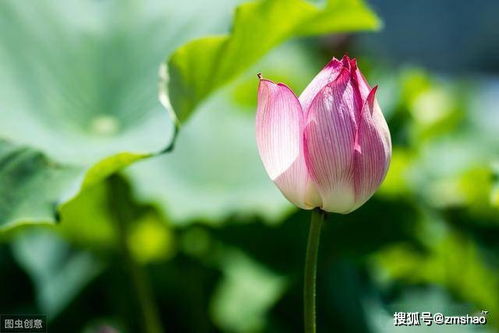 荷花种植方法？新手也能学会的养荷花技巧