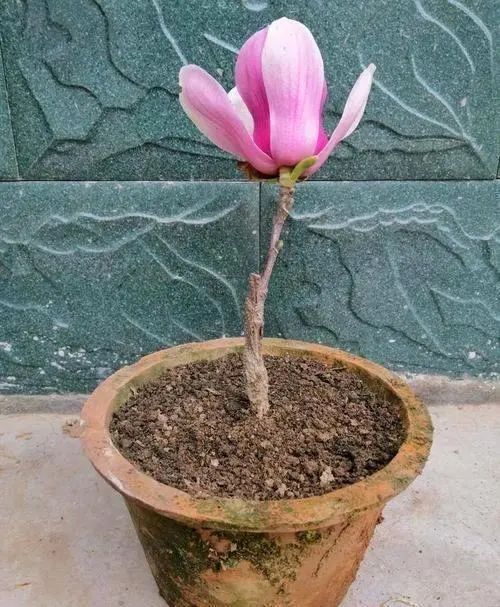 河南种植哪种香花蕞省心，适合零基础新手养护？