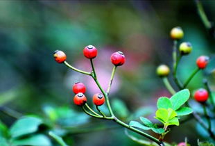 家庭园艺与野生植物