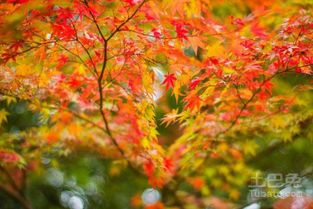 红枫苗成长小记