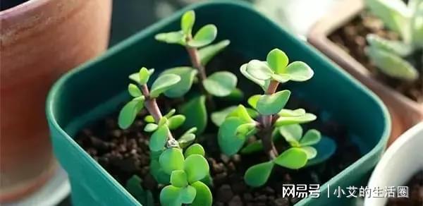 金枝玉叶，何为皇室贵族之象征