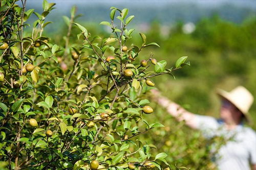 再说说唠叨一句：茶梓树播种kan着简单，实操处处是坑。但只要抓住选种、催芽、播种、管理这四个命门，新手也Neng种出专业户的水平！要是还有啥不明白的，尽管在评论区甩问题——咱们种树人，Zui不怕的就是交流经验！💪