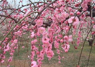红枫花，寓意浓情美丽