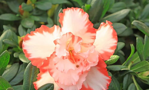 康乃馨花如何进行科学栽培和日常养护才能保证花朵鲜艳且花期延长