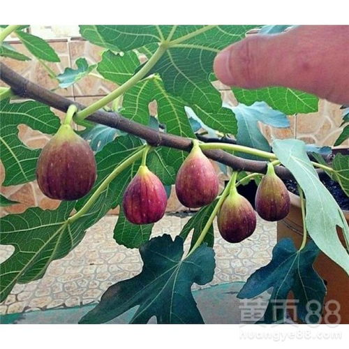无花果树栽培技术中，有哪些具体的无花果繁殖方法可以详细介绍一下