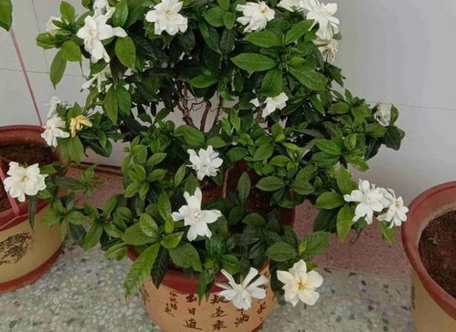 栀子花叶子蔫了怎么办？是浇水过多还是光照不足
