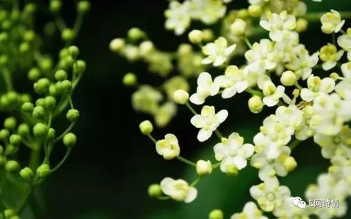 以白色茉莉花为代表的冷艳之美，为何在孤傲清冷中独自绽放