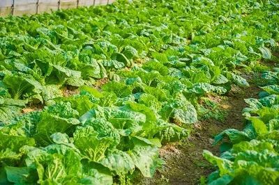 其他防治方法的尝试