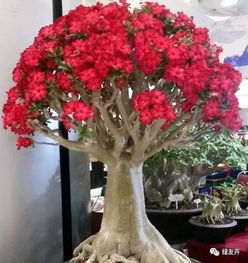 沙漠玫瑰冬天如何养护？如何让它在寒冷季节绽放