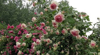 月季开花，大问题还是小问题？