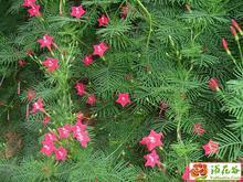 茑萝花种植时节大揭秘