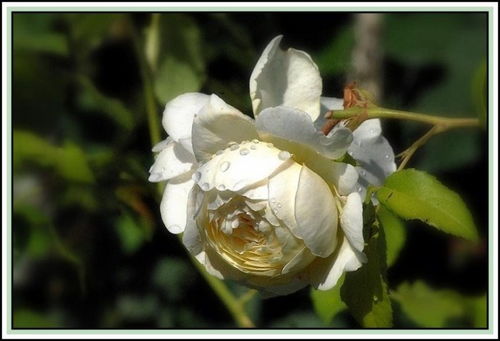 guan与克莱尔奥斯汀月季的小秘密