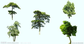 树木图片下载入门指南