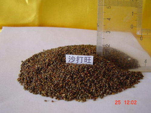 沙打旺饲用价值高，新花卉品种潜力巨大