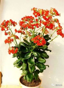 种花那些年，我踩过的坑