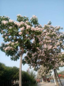 马路旁那些五彩斑斓的小花儿