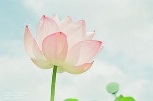 这束友谊长久的花，能否承载我们长久的情谊