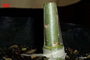 玫瑰嫁接新方法演示