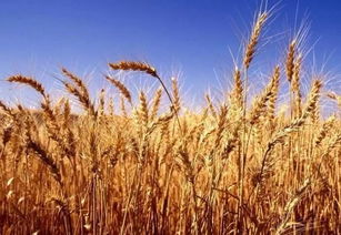 老张的“麦田奇迹”