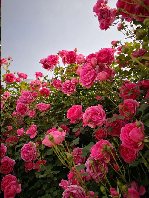 花朵的护理：让花朵梗美丽